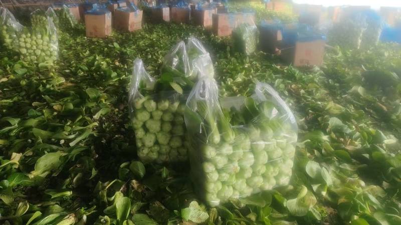 辽宁沈阳产地上海青油菜壶一好货不等人二两精品