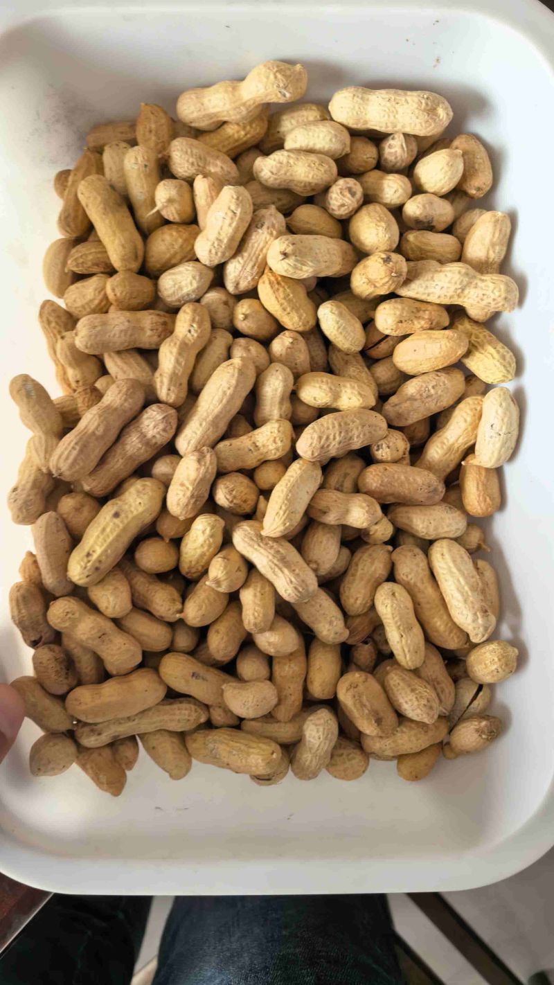 四粒红花生果白沙花生生果各种分级米
