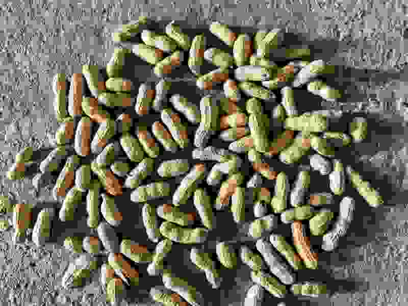 四粒红花生果白沙花生生果各种分级米
