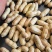 四粒红花生果白沙花生生果各种分级米