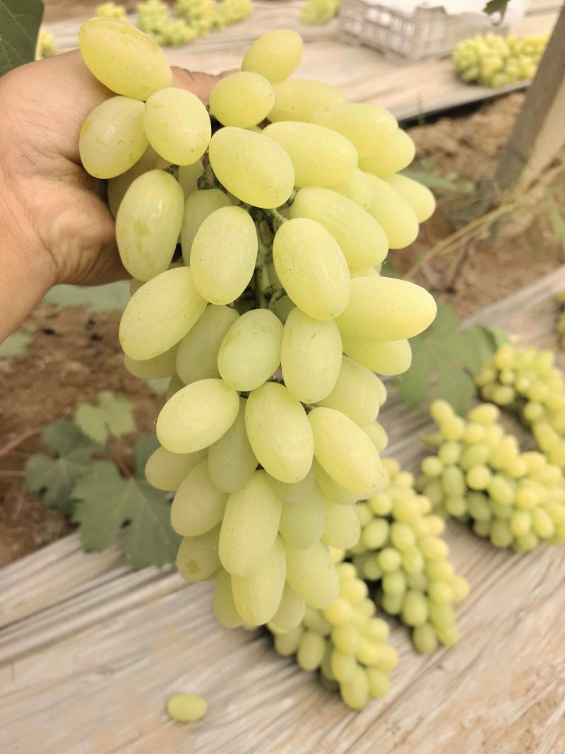 维多利亚青提