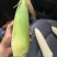 大禹牌甜加糯玉米颗粒饱满无虫害