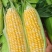 陕西新鲜水果玉米太阳花8号量大现摘
