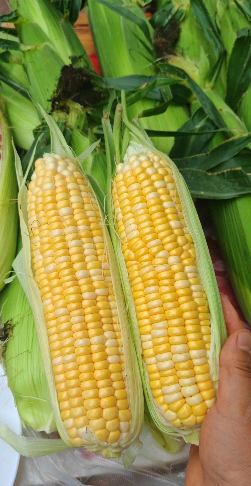 陕西新鲜水果玉米太阳花8号量大现摘