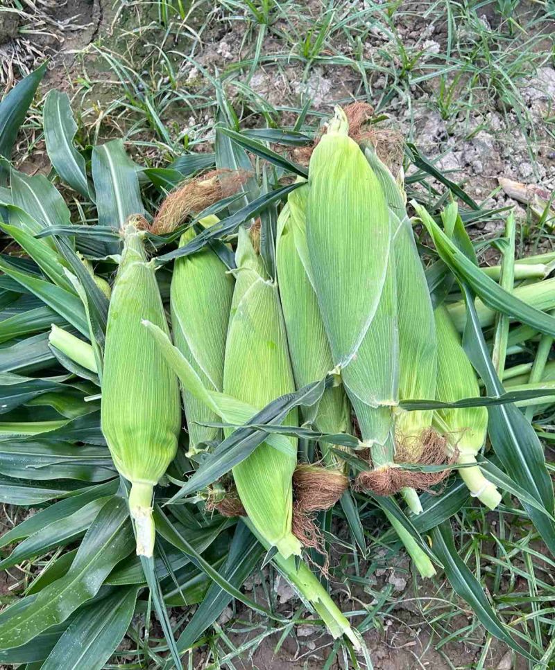 陕西新鲜水果玉米太阳花8号量大现摘