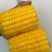 陕西新鲜水果玉米太阳花8号量大现摘
