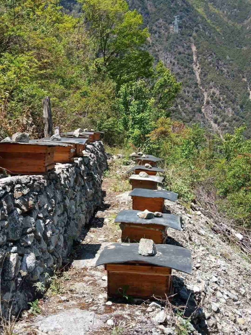 西岭雪山高原中华蜂土蜂蜜