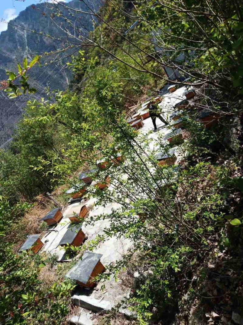 西岭雪山高原中华蜂土蜂蜜