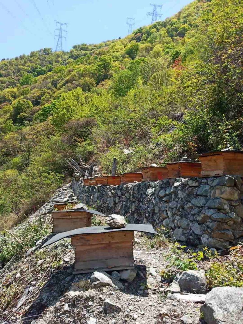 西岭雪山高原中华蜂土蜂蜜
