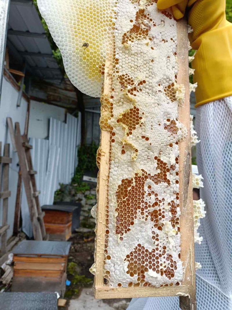 西岭雪山高原中华蜂土蜂蜜