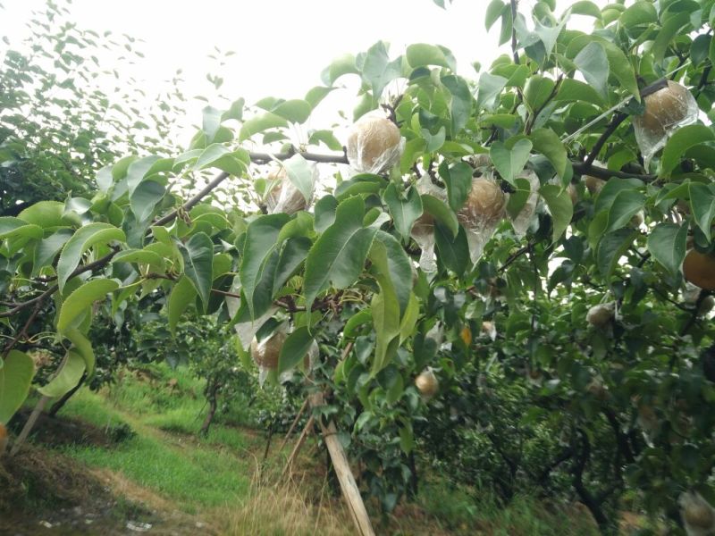圆黄梨，半斤起步，上不封顶。量大从优，随行就市。细沙小核