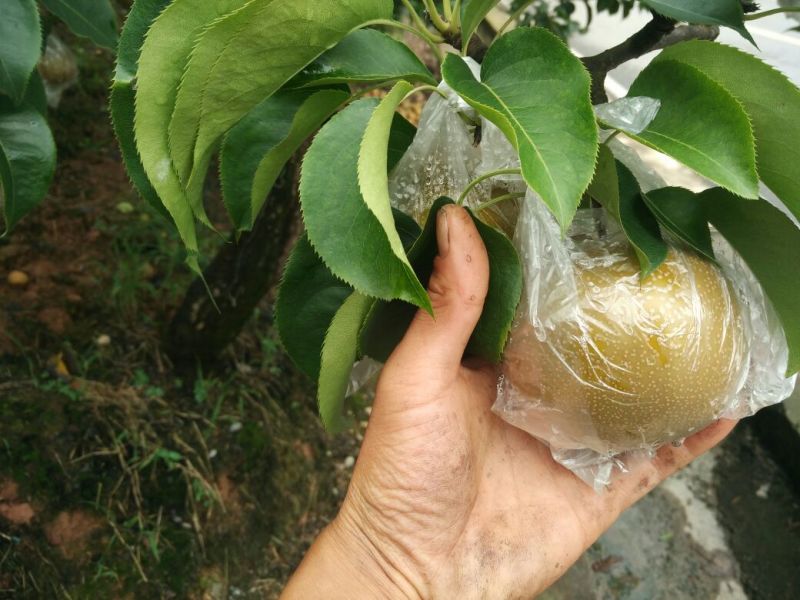 圆黄梨，半斤起步，上不封顶。量大从优，随行就市。细沙小核