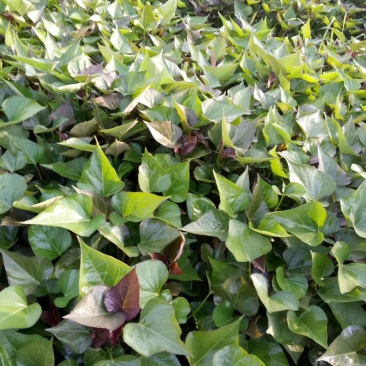 脱毒原种西瓜红红薯苗，唐山市迁安红薯苗，脱毒原种苗。
