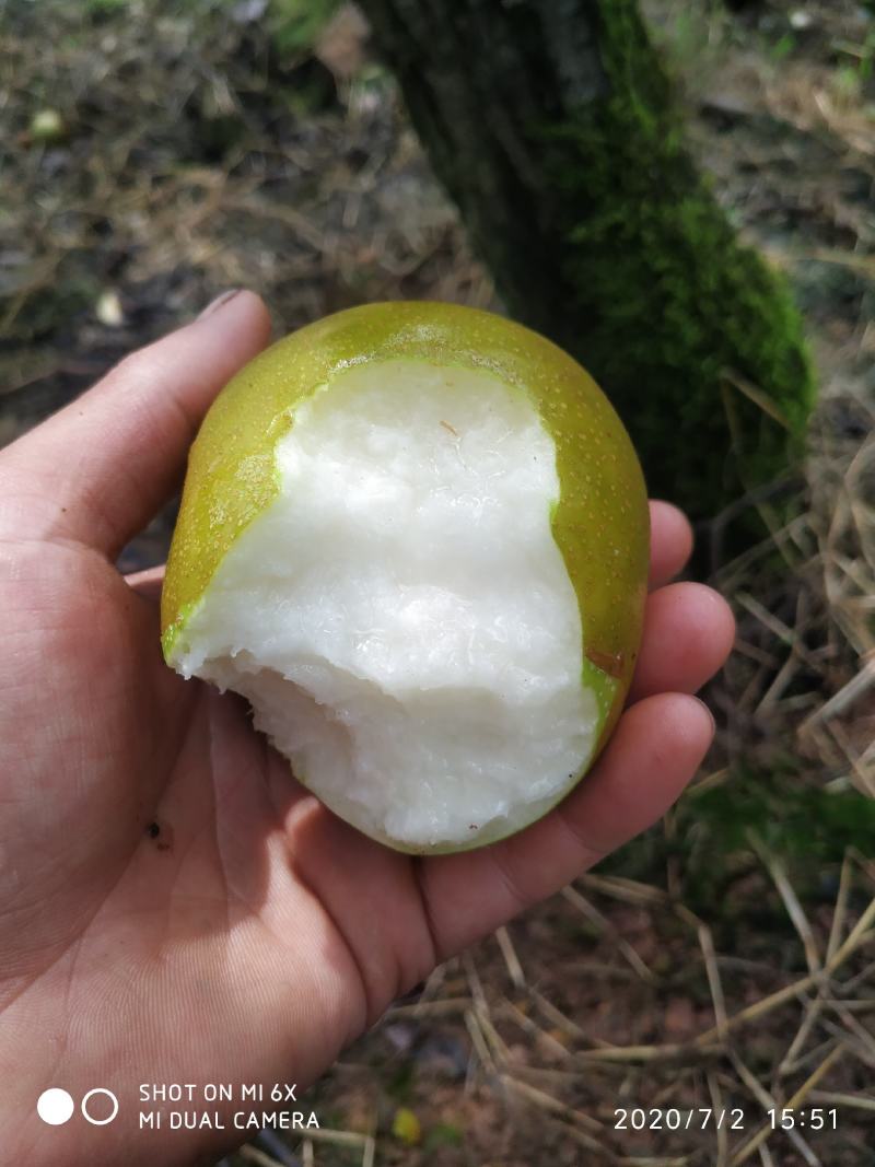 圆黄梨，半斤起步，上不封顶。量大从优，随行就市。细沙小核