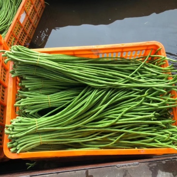 豆角，豇豆，可加冰预冷，精品70河南豆角，代发全国，