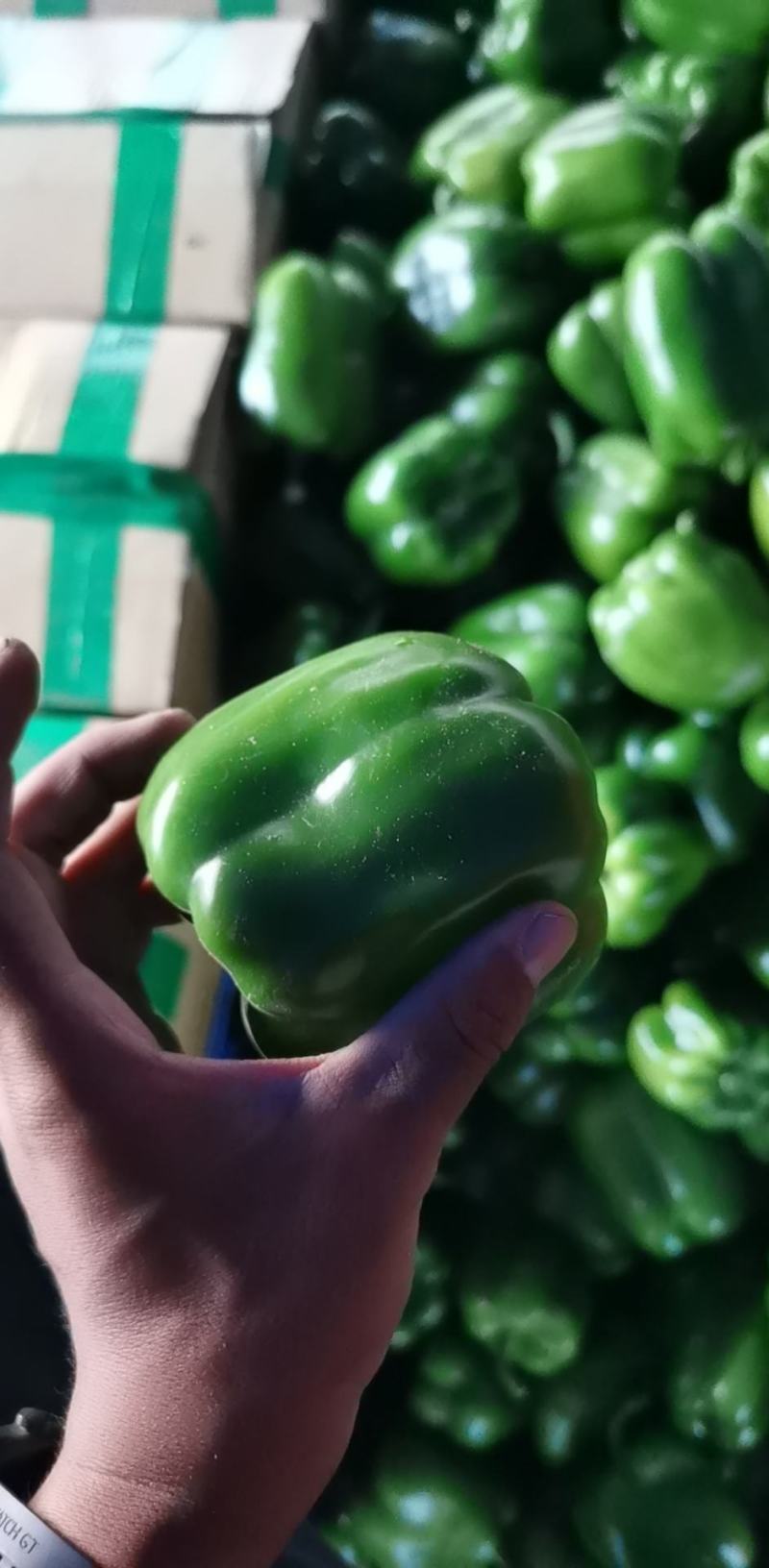 自产工厂用脱水、冻干青椒圆椒鲜辣椒量大价格实