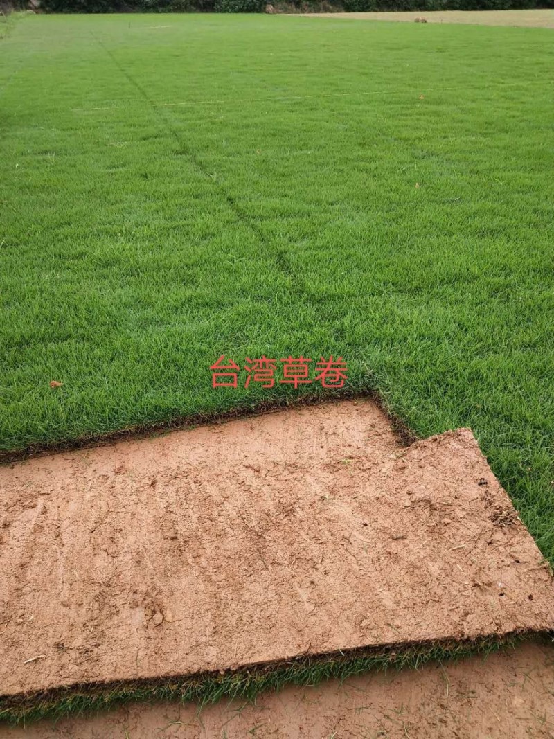 绿化草皮