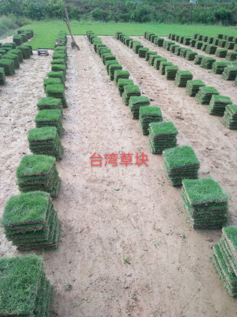 绿化草皮
