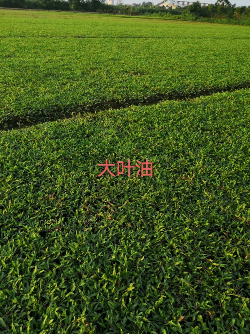 绿化草皮