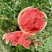 麒麟西瓜大量上市货源充足，价格优惠产地直发，欢迎采购