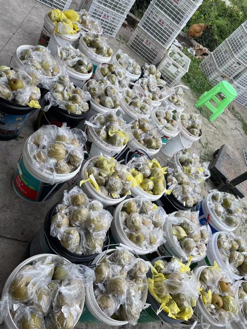 圆黄梨，半斤起步，上不封顶。量大从优，随行就市。细沙小核