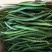 三号精品线椒