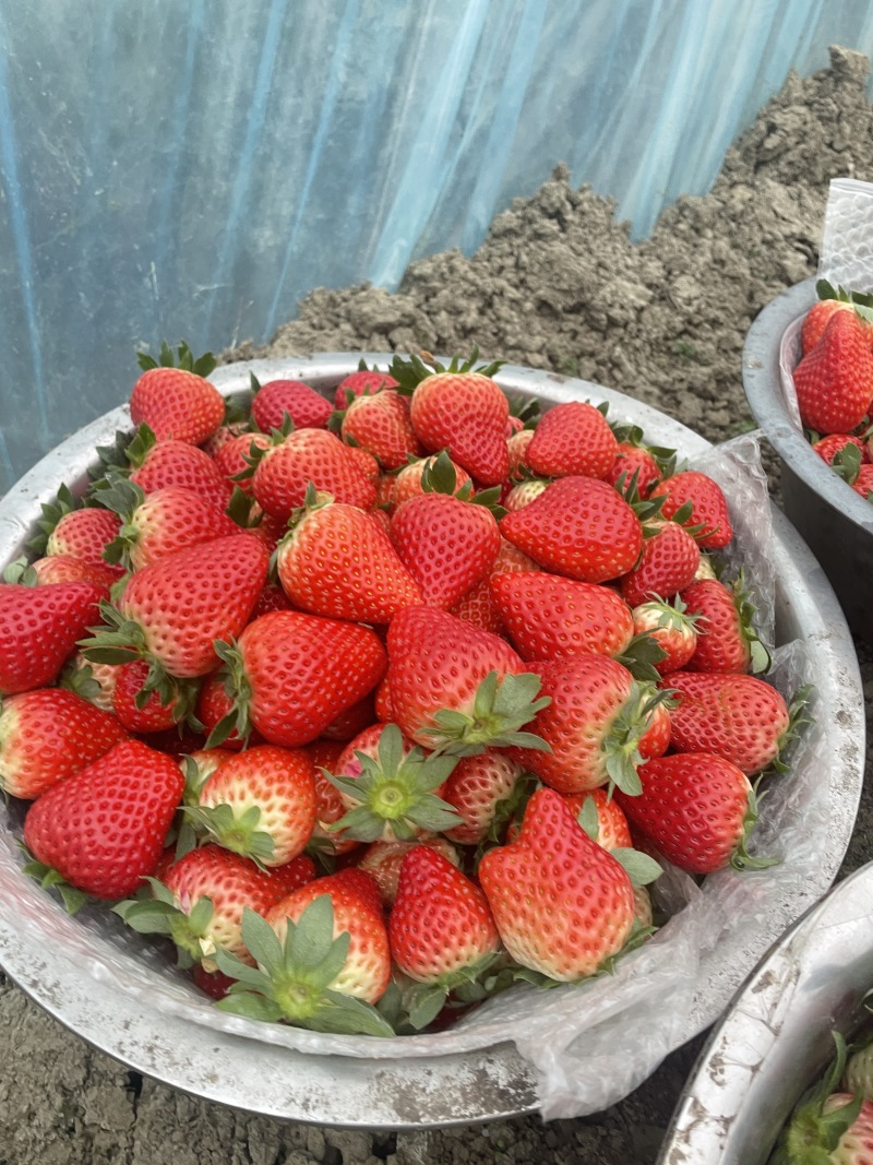 成都红颜草莓基地