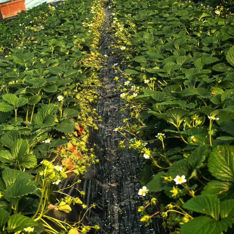 成都红颜草莓基地