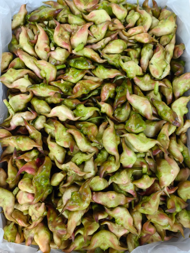 汕头菱角老嫩分开配套打包
