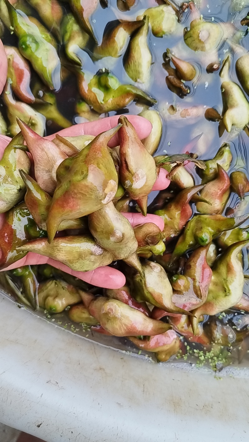 汕头菱角老嫩分开配套打包