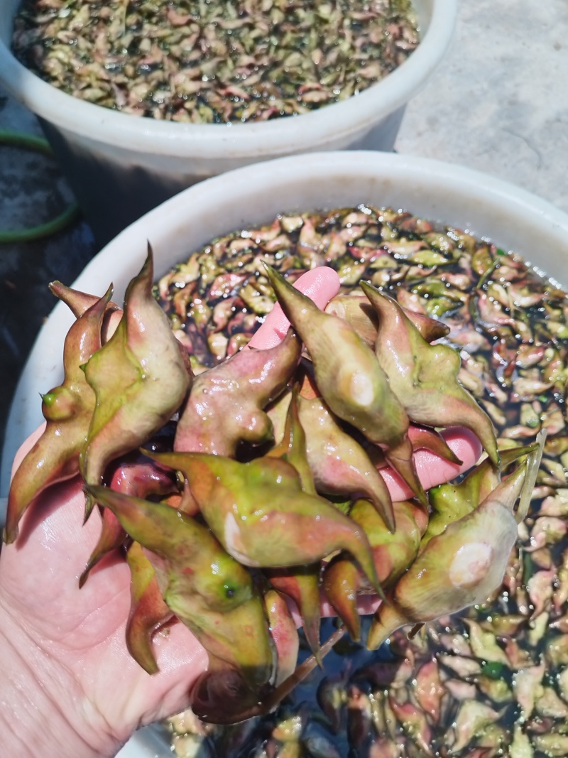 汕头菱角老嫩分开配套打包