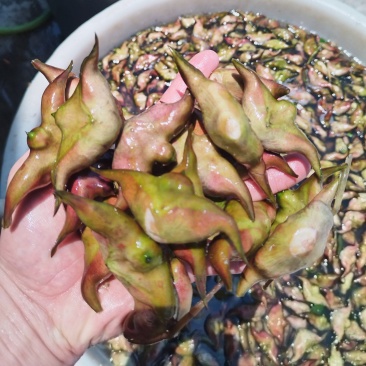 汕头菱角老嫩分开配套打包