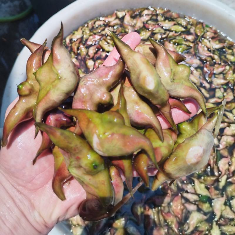 汕头菱角老嫩分开配套打包