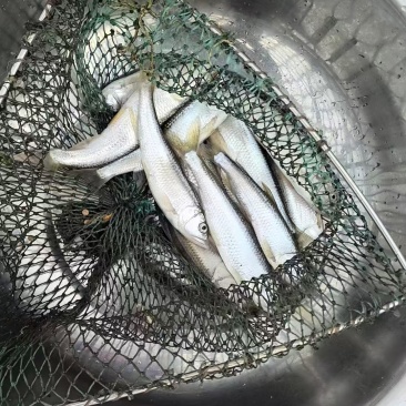马口鱼活鱼