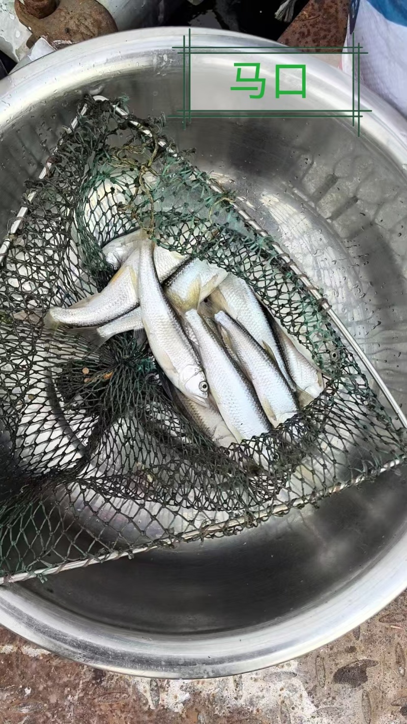 马口鱼活鱼