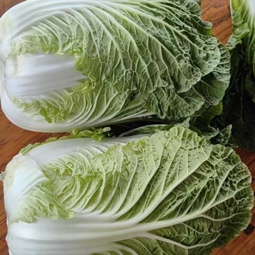 黄心大白菜