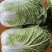 黄心大白菜