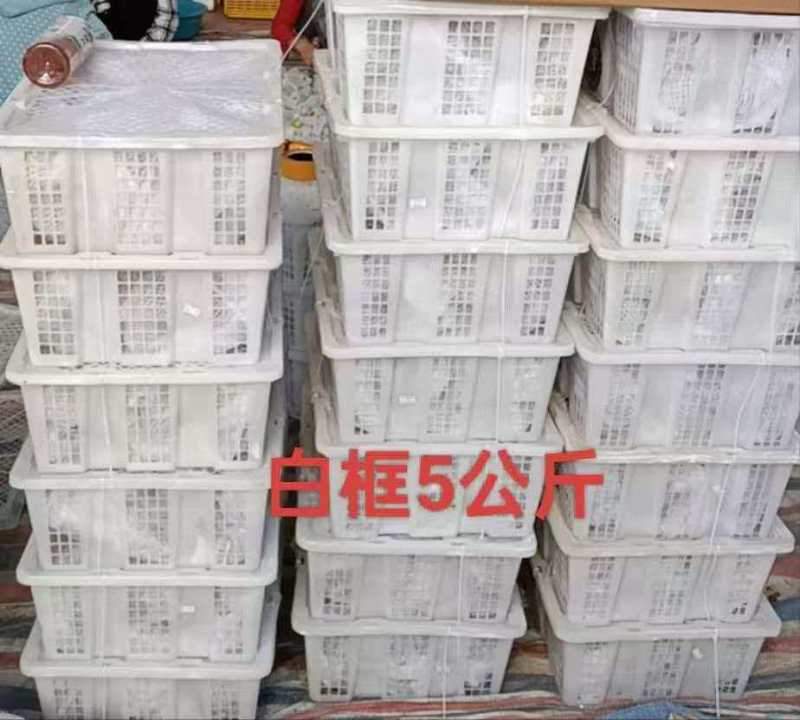 波姬红，空运直达，全年不断货可视频看货欢迎咨询来电