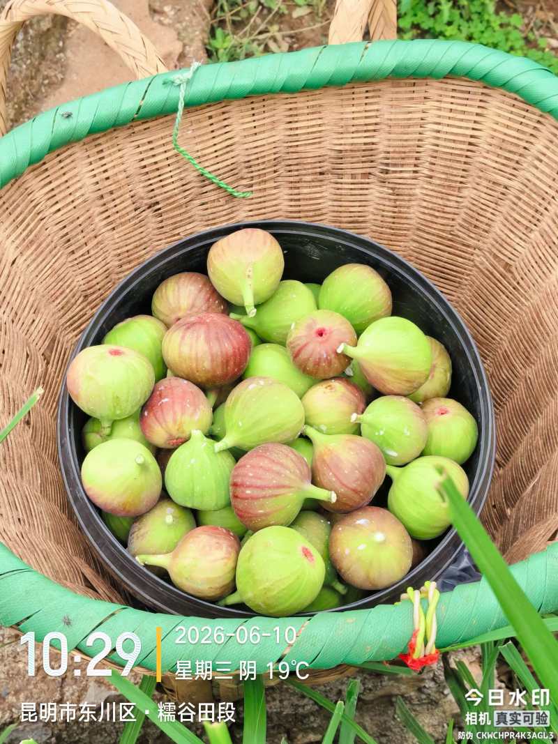波姬红，空运直达，全年不断货可视频看货欢迎咨询来电
