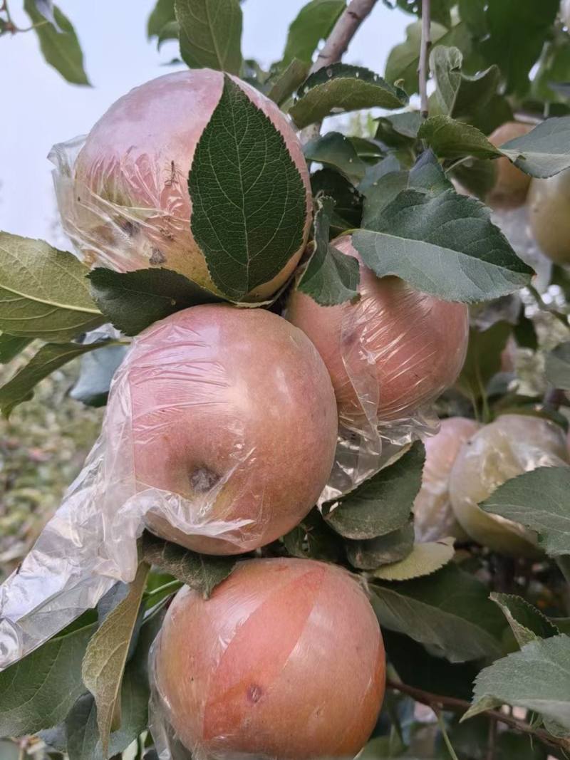 自家果园苹果熟了