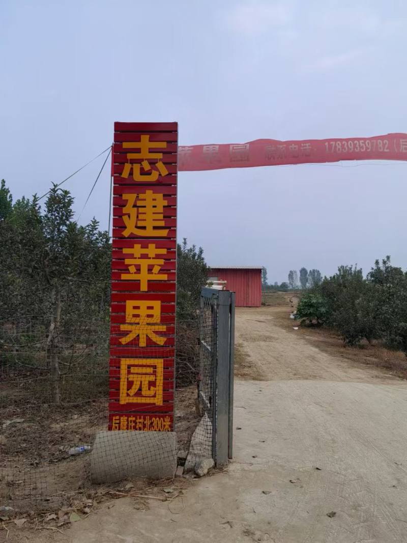 自家果园苹果熟了