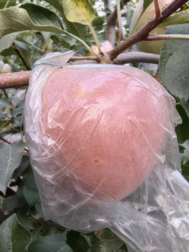 自家果园苹果熟了