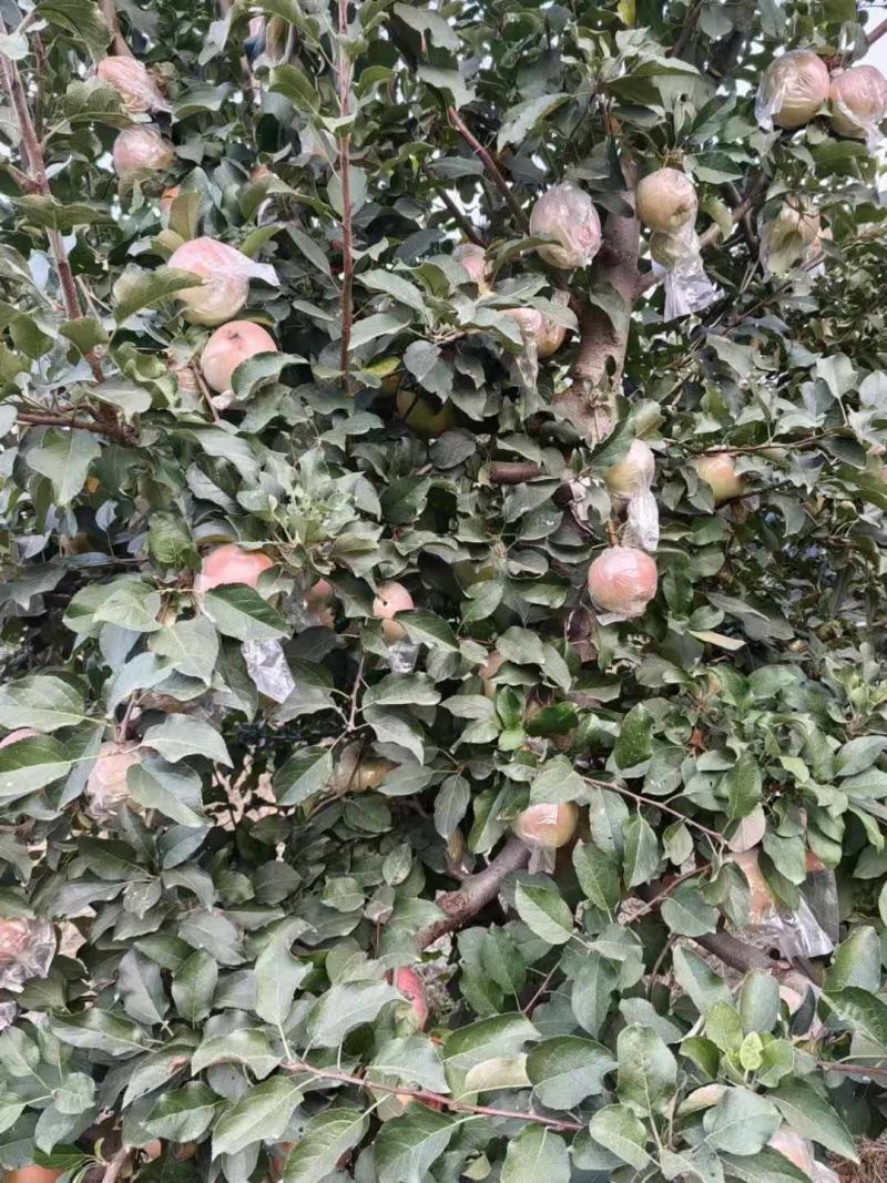 自家果园苹果熟了