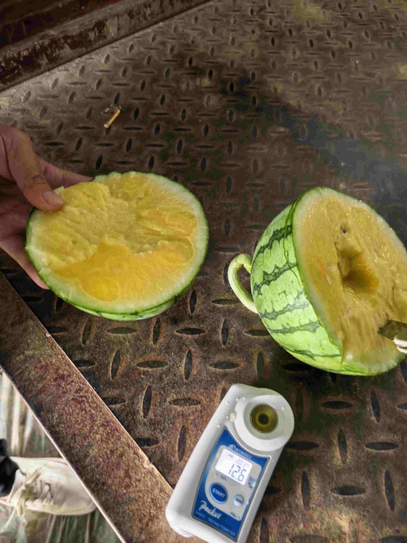 广东特小凤，皮薄肉脆