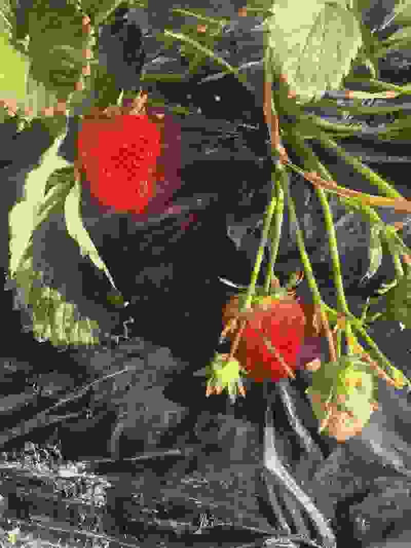 精品奶油草莓