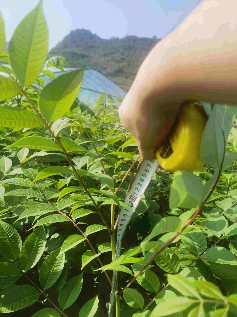 正宗厚皮黄柏树苗，优选品种，品质有保