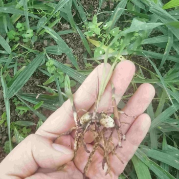 精品白芨苗