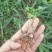 精品白芨苗