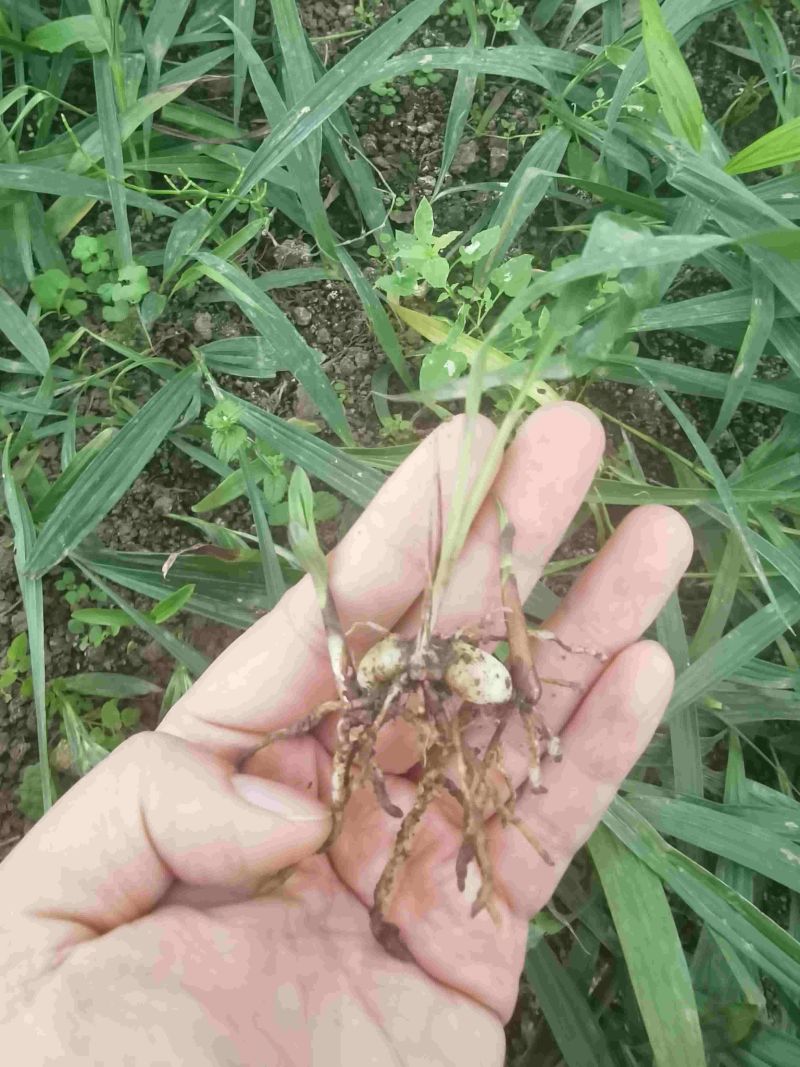 精品白芨苗