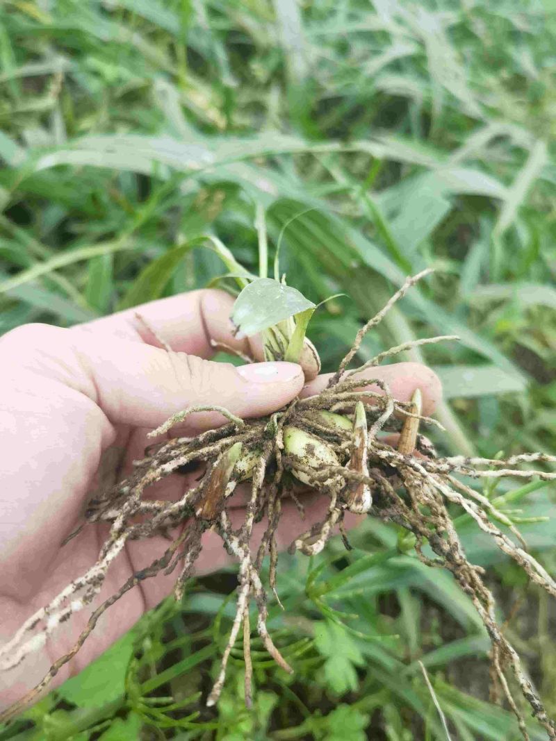 精品白芨苗